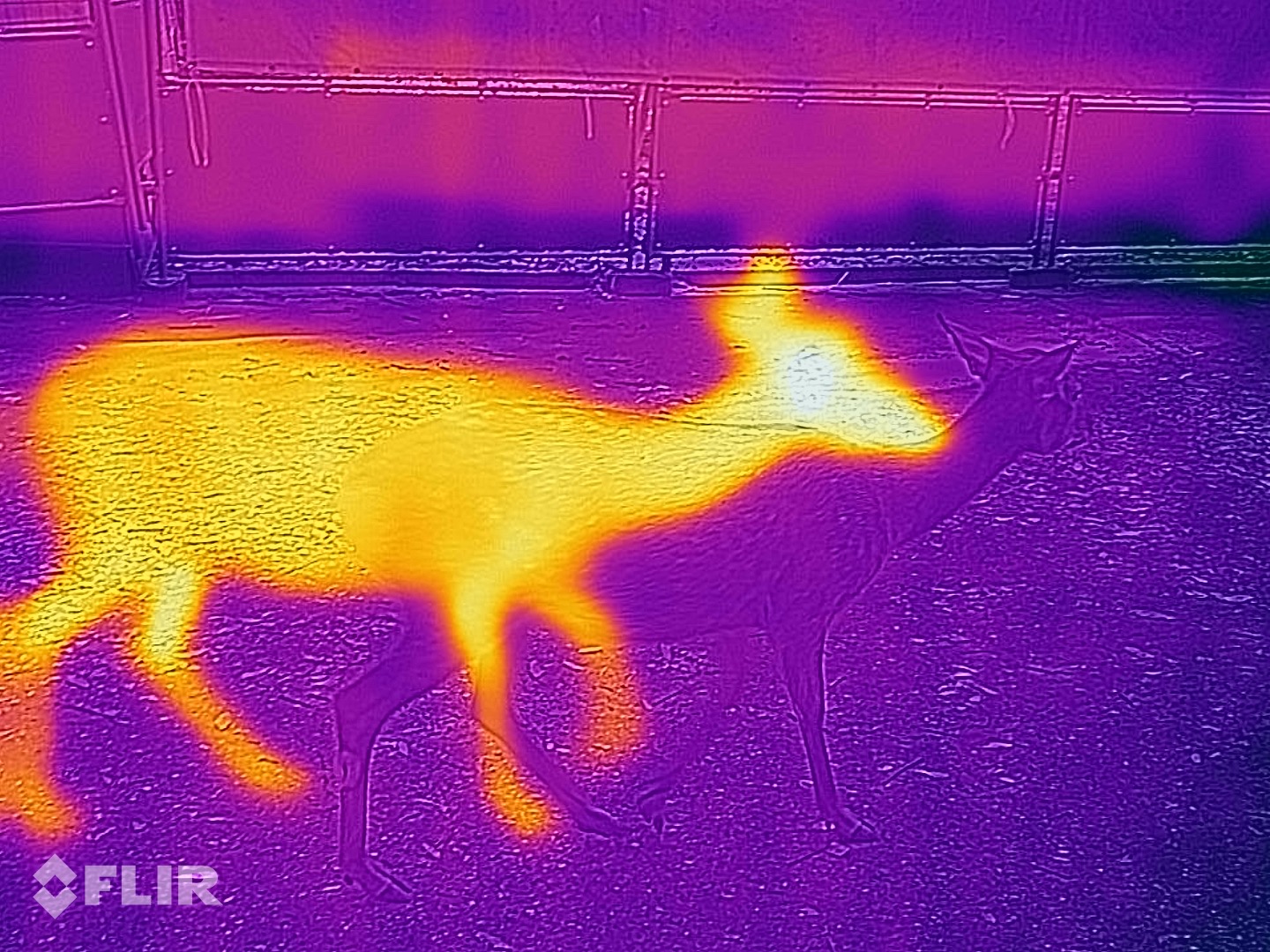 shika.jpg (504.2 kB)