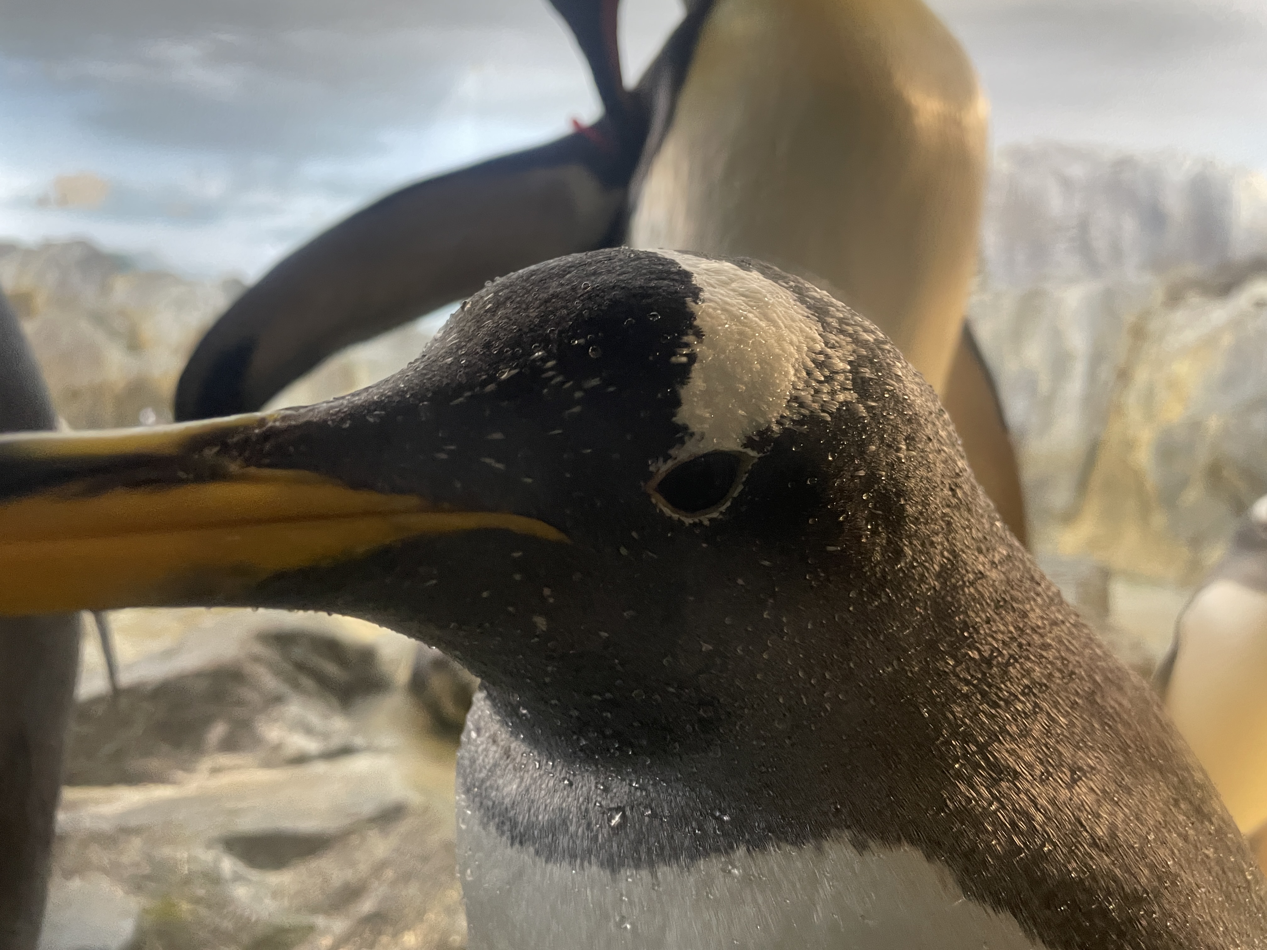 IMG_6218.JPG (2.6 MB)